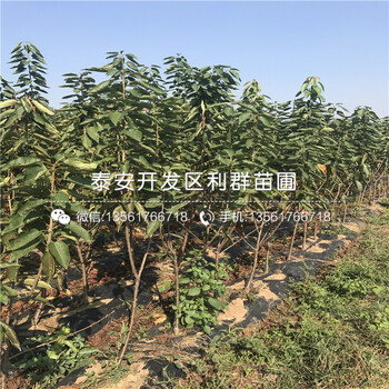 山东矮化红香椿树苗价格多少