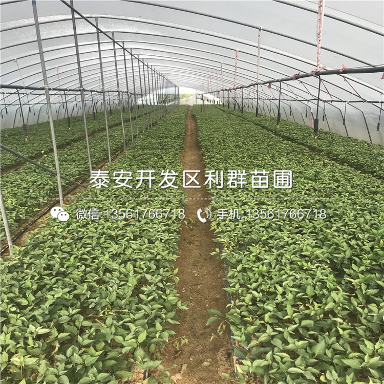 圆蓝蓝莓树苗、2019年圆蓝蓝莓树苗品种