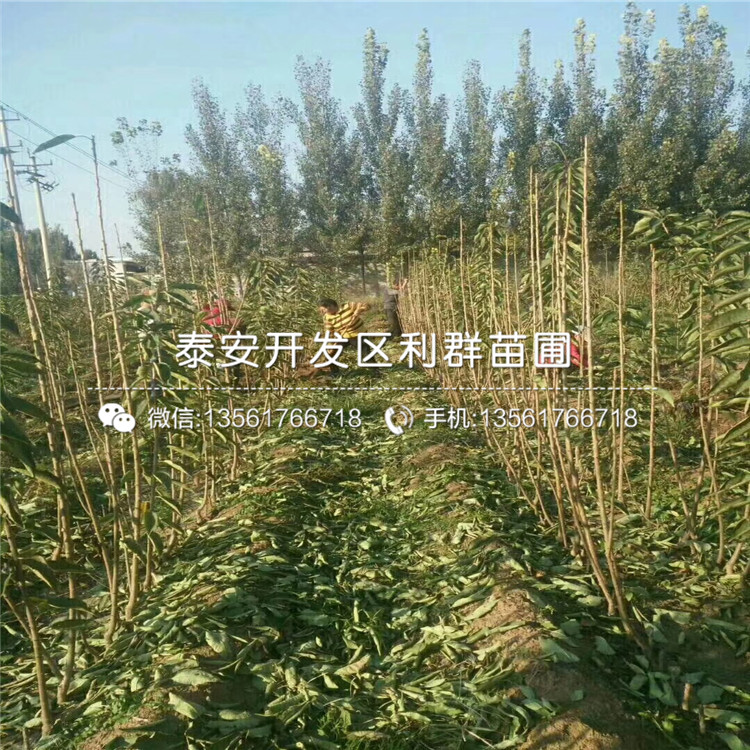 山东矮化樱桃树树苗基地