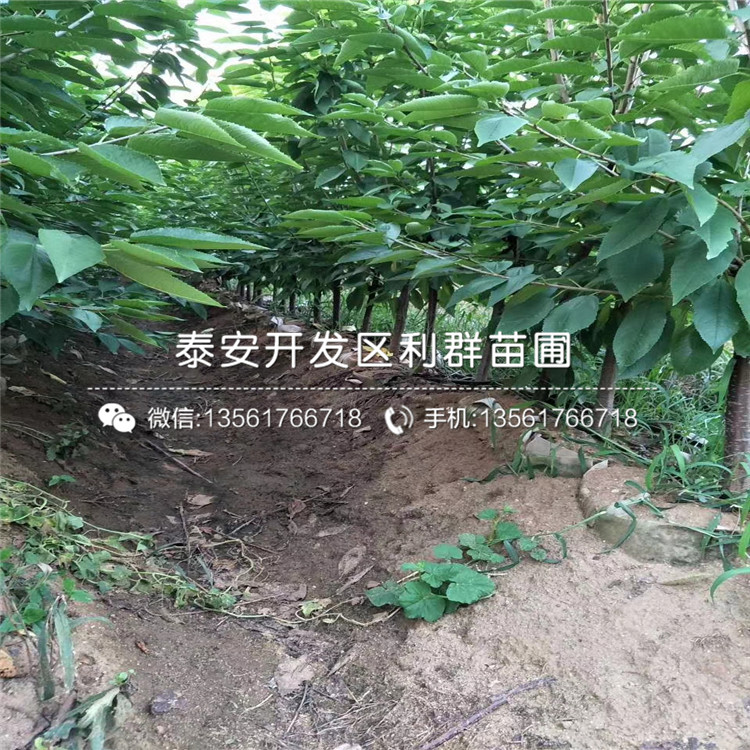 山东大梨苗批发价格