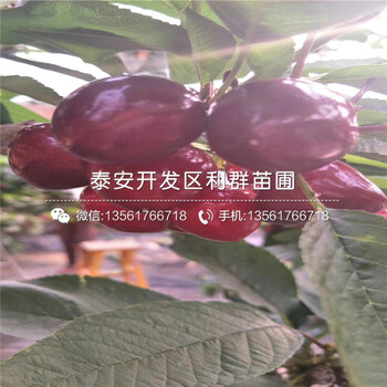 杏李樹苗、山東杏李樹苗報(bào)價(jià)