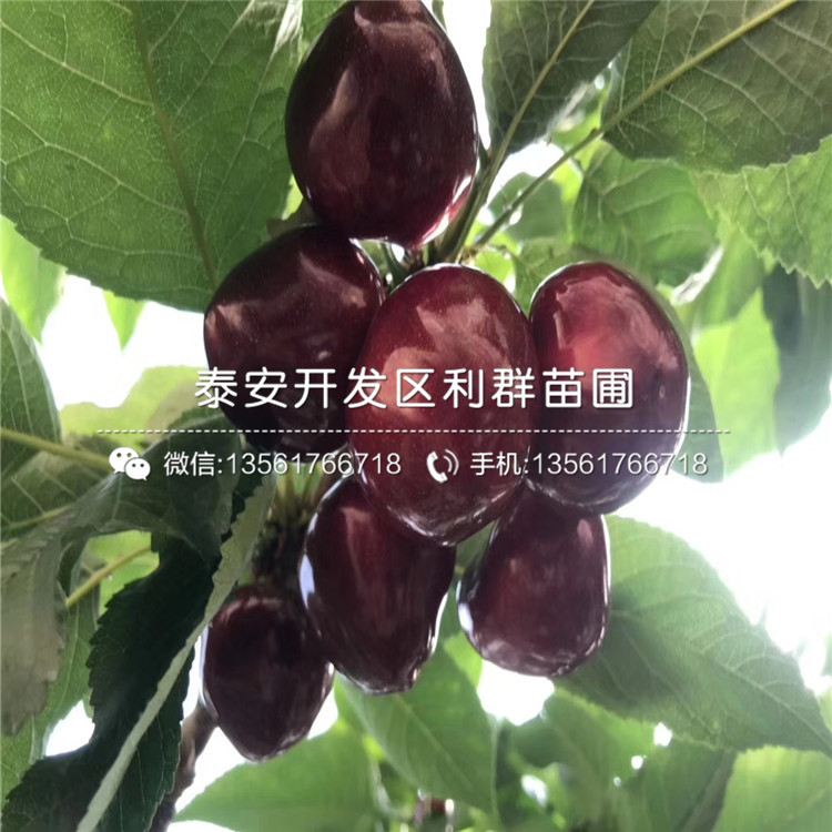 2019年实生苹果树苗出售价格多少