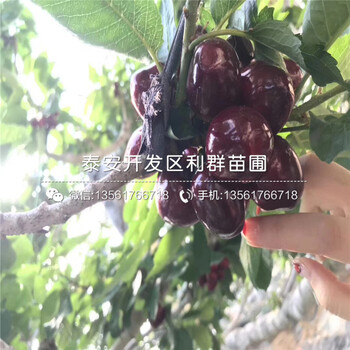 新高梨树苗出售批发价格