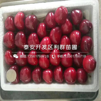 10公分香椿樹苗出售基地