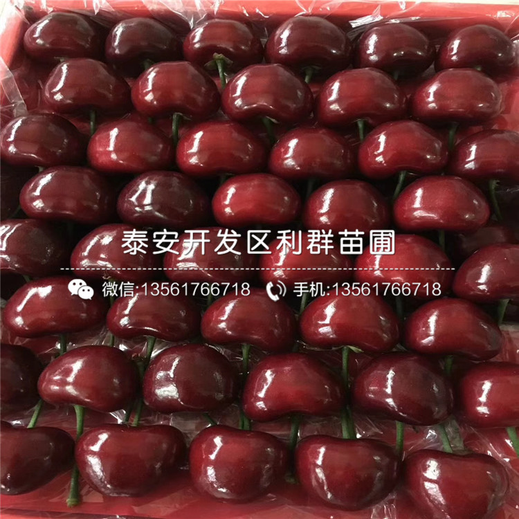 山东红脆李子苗新品种