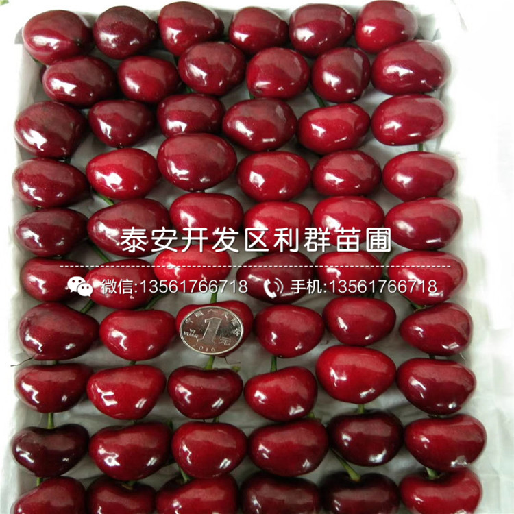 长枝红富士苹果苗品种简介、长枝红富士苹果苗多少钱一棵