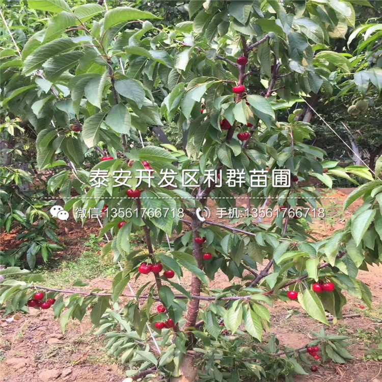 白圣比罗无花果树苗出售、2019年白圣比罗无花果树苗批发