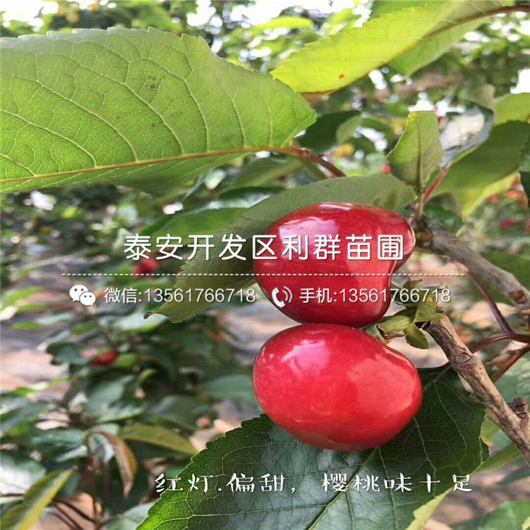 威海青皮无花果苗批发、威海青皮无花果苗批发价格