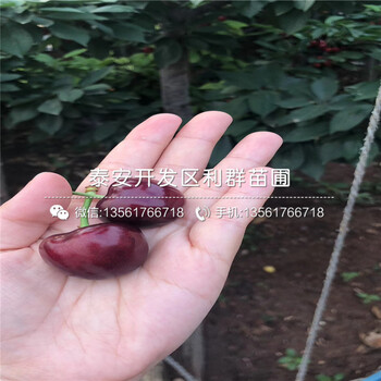 2019年杰兔蓝莓苗