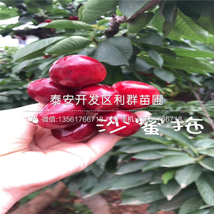 山东无花果苗市场价格