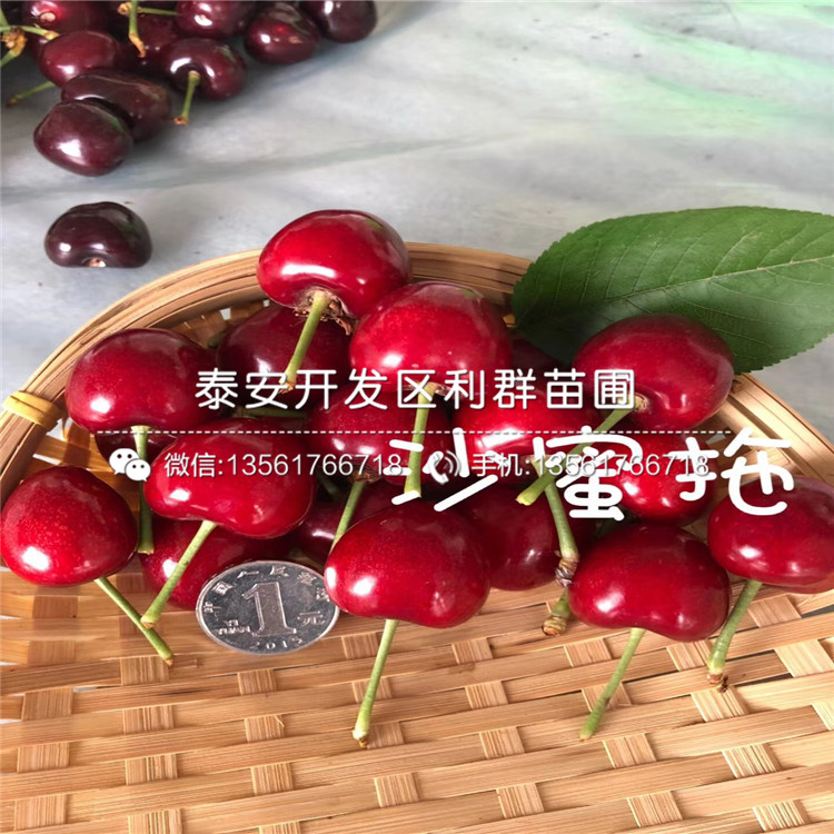 新品种斯卫克蓝莓苗、新品种斯卫克蓝莓苗出售