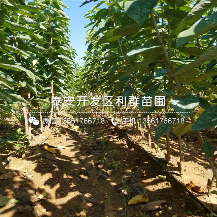 山东泰山薄壳板栗苗批发