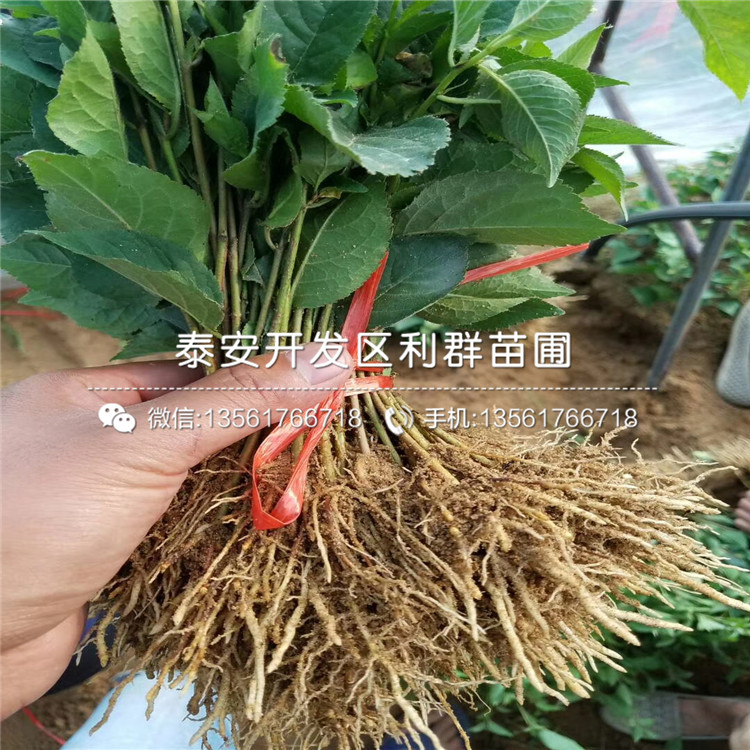 蓝片蓝莓苗、蓝片蓝莓苗批发价格是多少