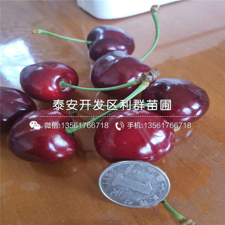 5公分红香梨树苗多少钱一棵