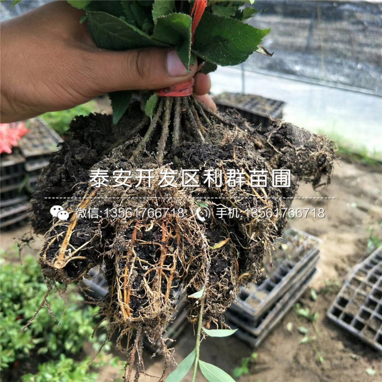 2019年早熟蓝莓树苗批发价格