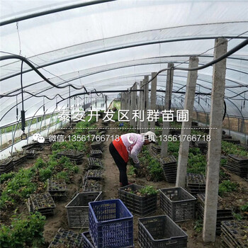 杰兔藍(lán)莓苗批發(fā)基地