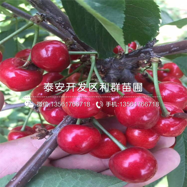 1公分无花果苗报价