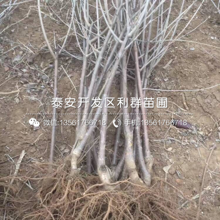 梯芙蓝蓝莓树苗图片、附近哪里有梯芙蓝蓝莓树苗出售