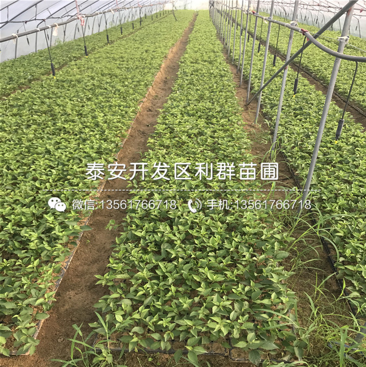 布兰瑞克无花果树苗多少钱、布兰瑞克无花果树苗多少钱一棵