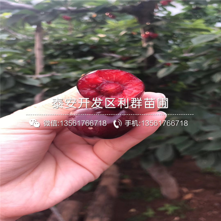 V5蓝莓苗出售价格多少