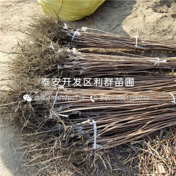 2019年紅蜜脆蘋果苗、紅蜜脆蘋果苗價(jià)格是多少