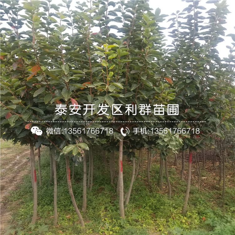 山东山东香椿树苗批发基地