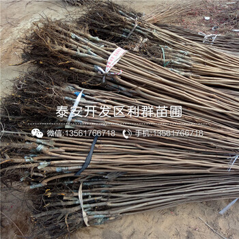 陽光藍藍莓樹苗、陽光藍藍莓樹苗價格是多少