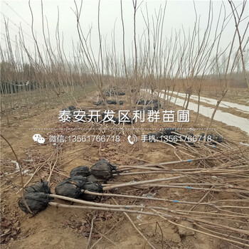 山東黃香蕉蘋(píng)果樹(shù)苗多少錢(qián)一棵、山東黃香蕉蘋(píng)果樹(shù)苗批發(fā)