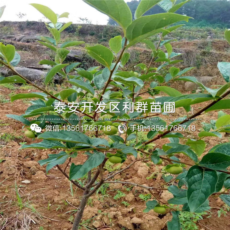 山东布兰瑞克无花果苗出售价格、山东布兰瑞克无花果苗多少钱一棵