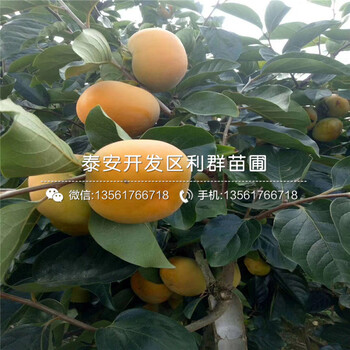 愛宕梨樹苗報(bào)價(jià)