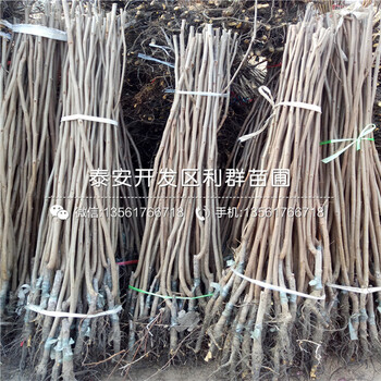 山東實(shí)生李子苗、山東實(shí)生李子苗報(bào)價(jià)