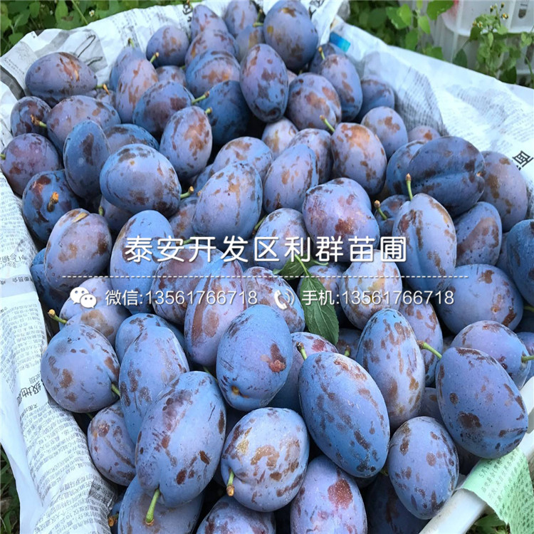 山东考斯特蓝莓苗多少钱