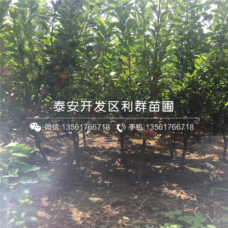 新品种奥冠红梨苗出售价格