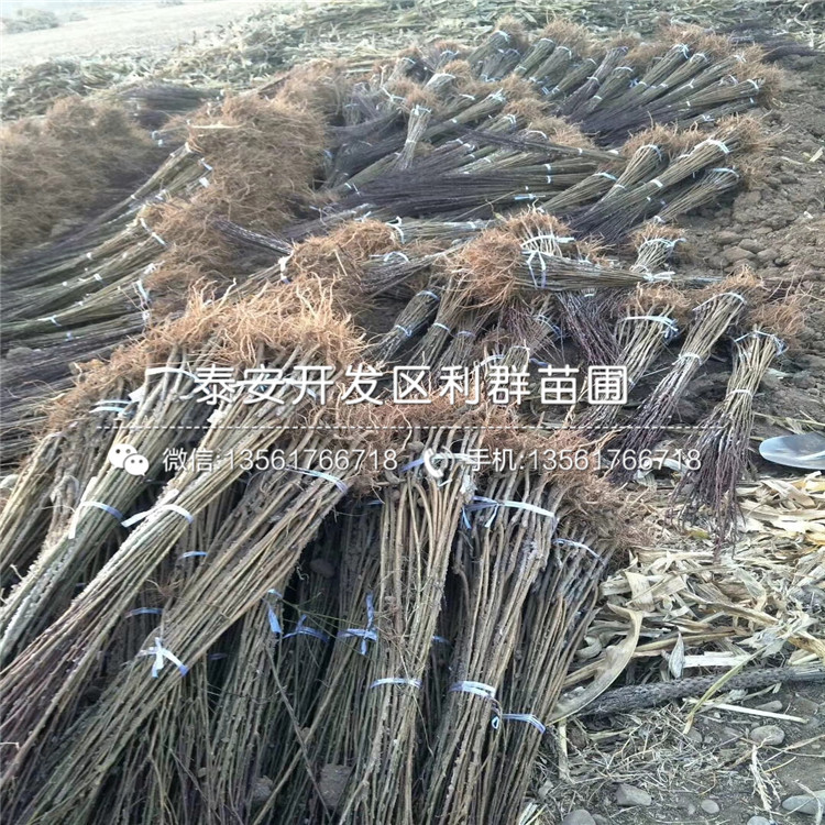 一株占地香椿苗多少钱、占地香椿苗多少钱一株