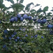 山东蓝鸟蓝莓苗、山东蓝鸟蓝莓苗报价多少
