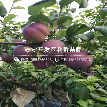 布萊登藍(lán)莓樹苗、布萊登藍(lán)莓樹苗出售