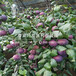 矮化红油香椿树苗多少钱一棵、矮化红油香椿树苗批发价格