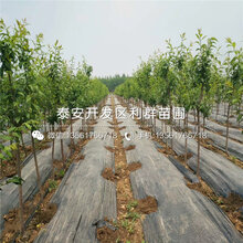 山东丰产核桃苗价格及报价图片