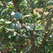 山东矮丛蓝莓树苗品种