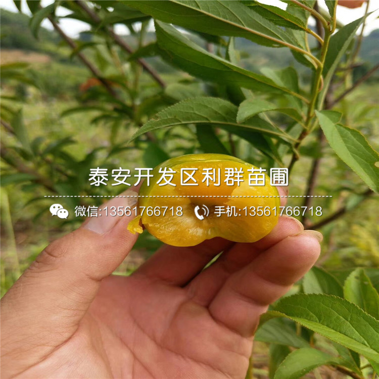 2019年日本甜柿子苗、日本甜柿子苗价格及报价