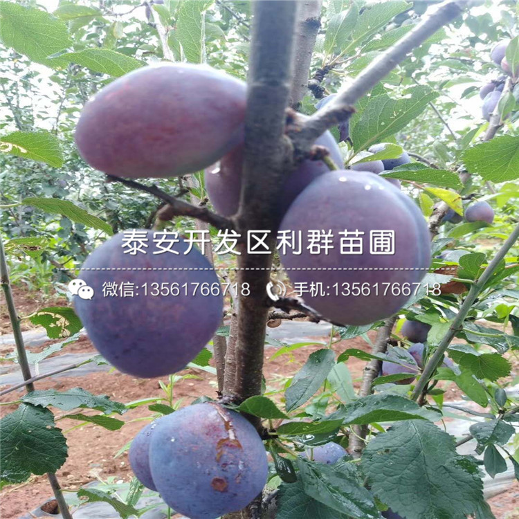 山东南蓝蓝莓苗出售价格多少