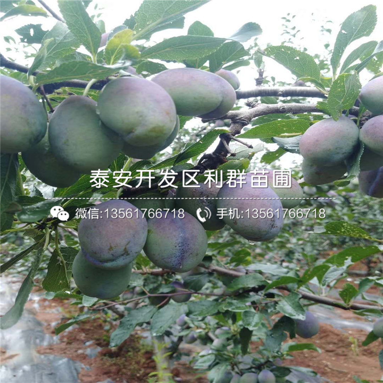 蛇果苹果苗、蛇果苹果苗批发基地