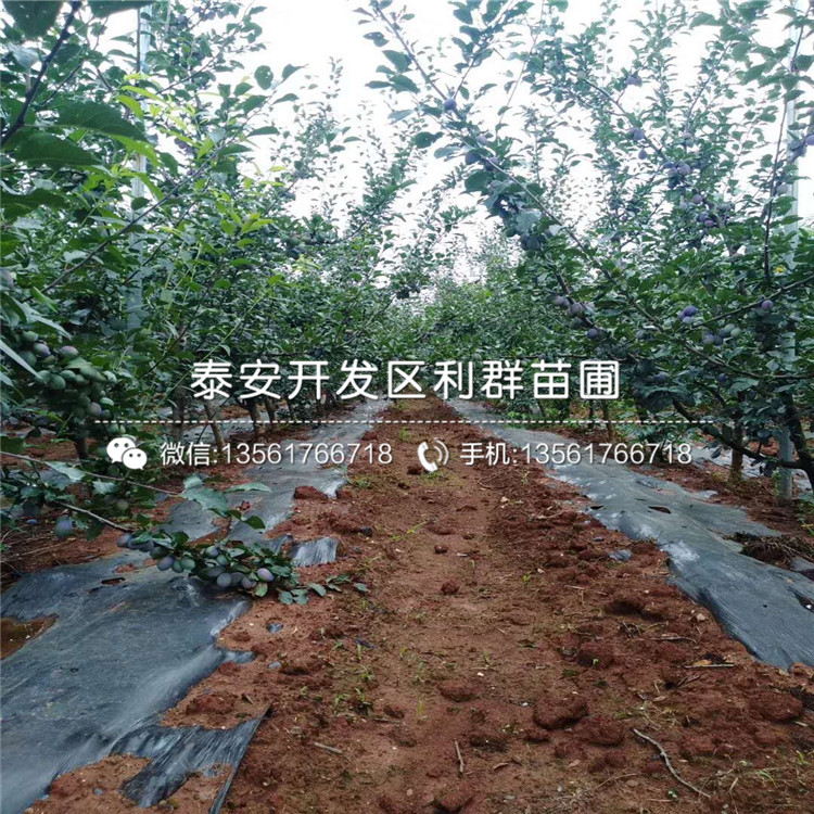 山东晚熟蓝莓苗批发基地