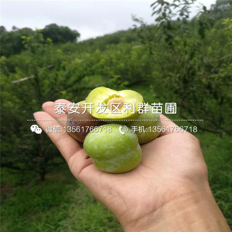 美国杏李子树苗新品种