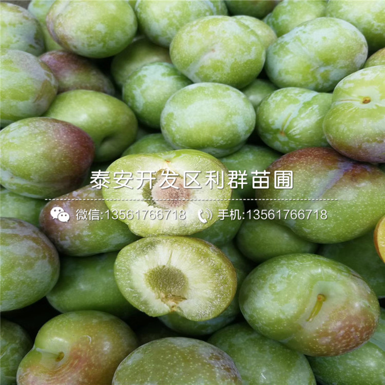日本柿子树苗出售、日本柿子树苗多少钱一棵