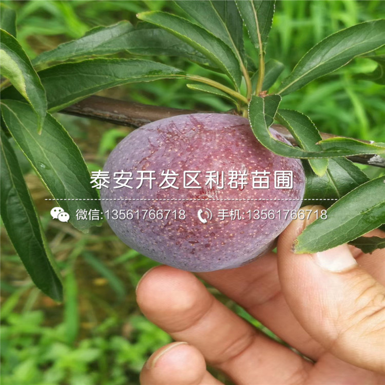 十里香花椒苗批发价格是多少