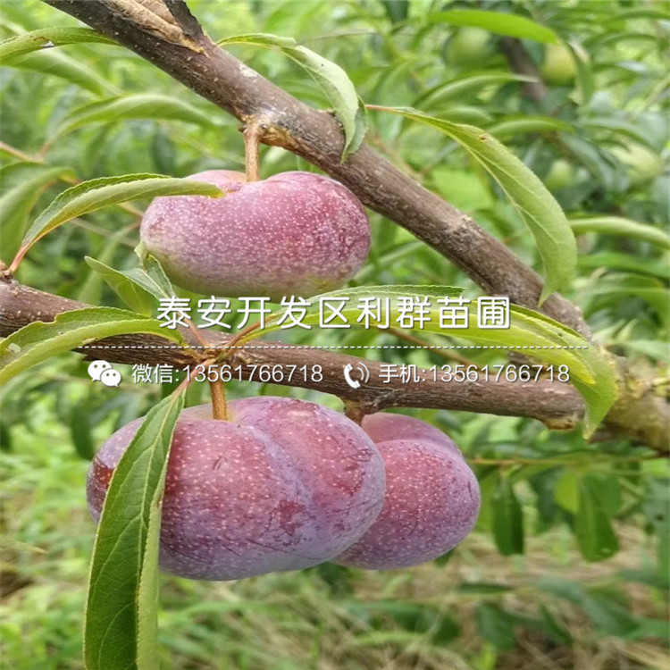 2019年威海青皮无花果苗出售