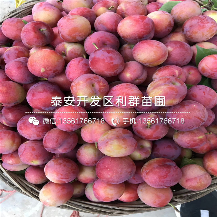 新品种奥冠红梨苗出售价格