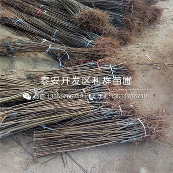 山東123蘋果樹苗出售