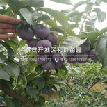 2019年矮丛蓝莓树苗、矮丛蓝莓树苗基地图片1